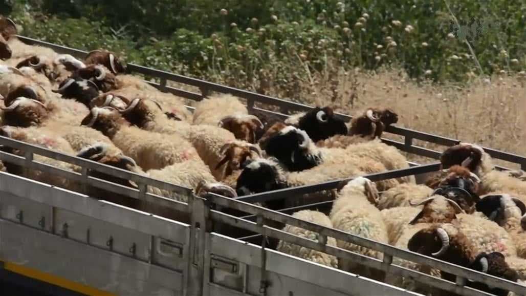 الزراعة: شروطنا الصحية صارمة باستيراد المواشي