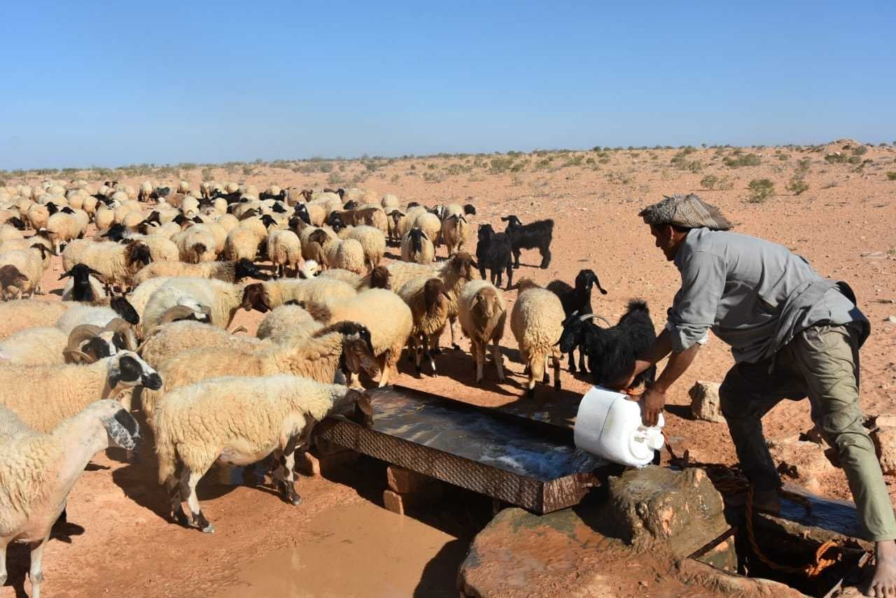 محافظة عراقية تمنع خروج الاغنام وتحدد سعر كيلو اللحم بـ 18 ألفاً