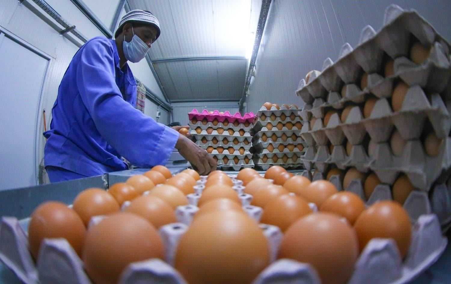برلماني يكشف سببين وراء رفع رسوم استيراد البيض