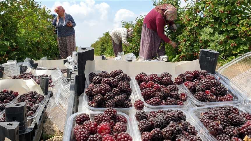 العراق بالمرتبة السابعة لاستيراد الكرز من تركيا