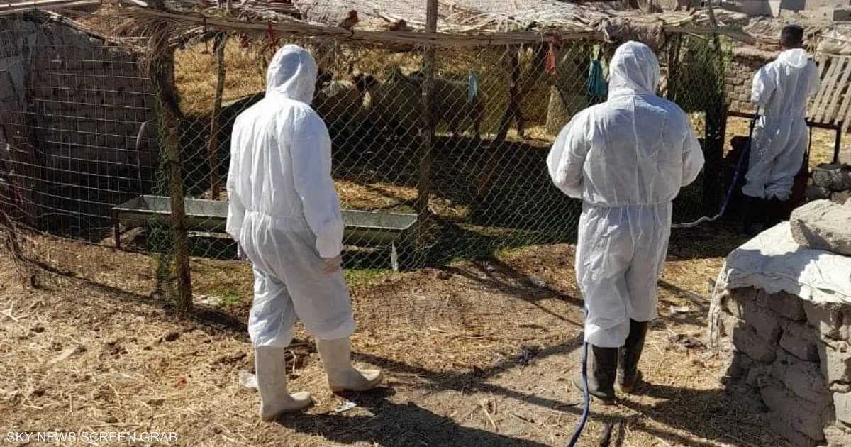 منذ بداية العام.. تسجيل 39 إصابة مؤكدة بالحمى النزفية في العراق