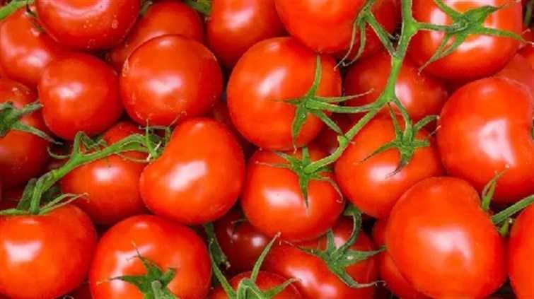 دراسة تكشف فوائد تناول الطماطم لتعزيز صحة المخ