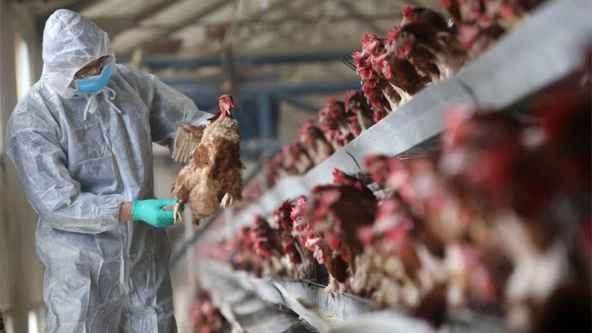 صلاح الدين تسجل أول إصابة بإنفلونزا الطيور