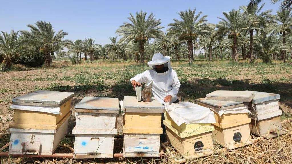 وزارة الزراعة: العراق حقق فائضاً بإنتاج العسل