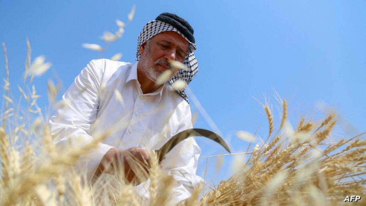 التجارة: العراق حقق الاكتفاء الذاتي من مادة الحنطة