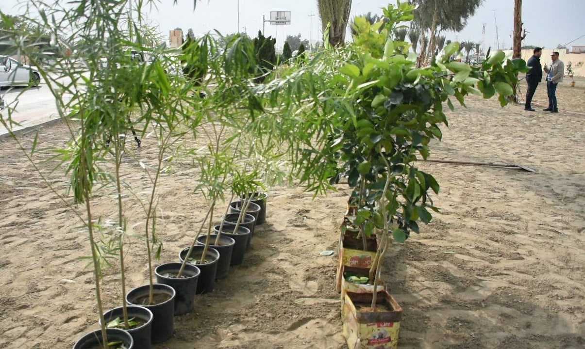 الأنبار تنفذ حملة لزراعة الجزرات الوسطية في مدينة الرمادي