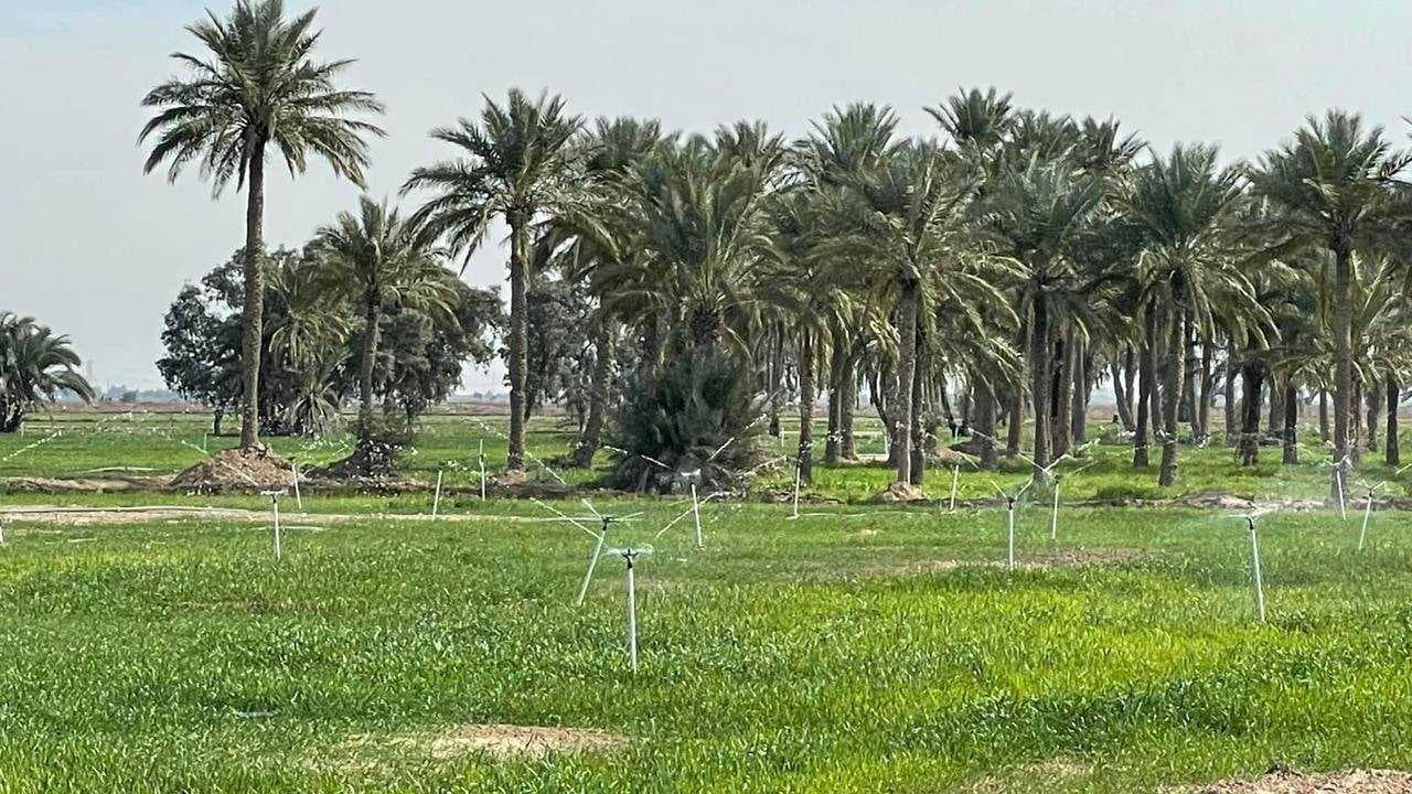 الأنبار تعلن نجاح خطتها الزراعية للموسم الصيفي بنسبة 100%