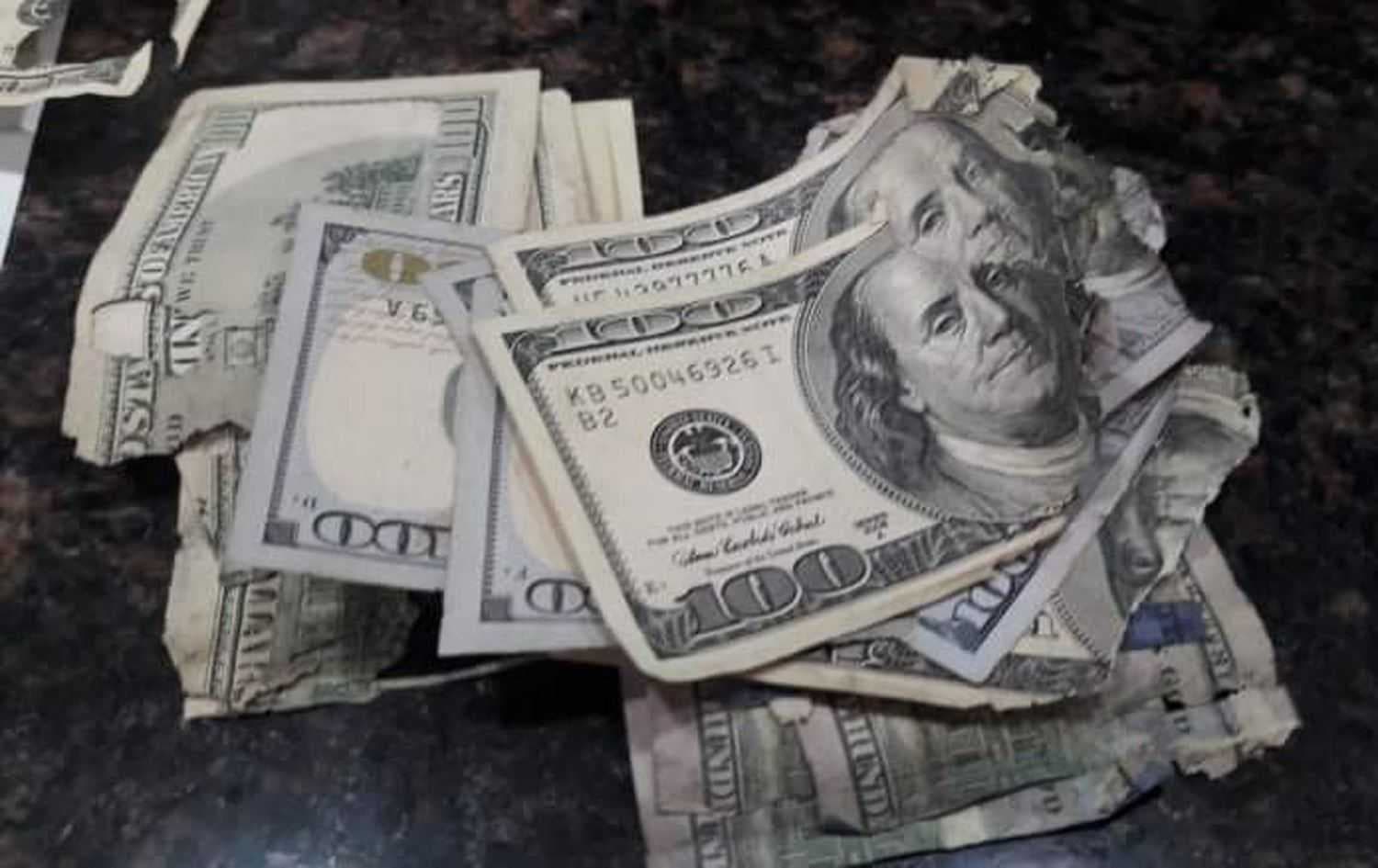 فأر يأكل 2400 دولار