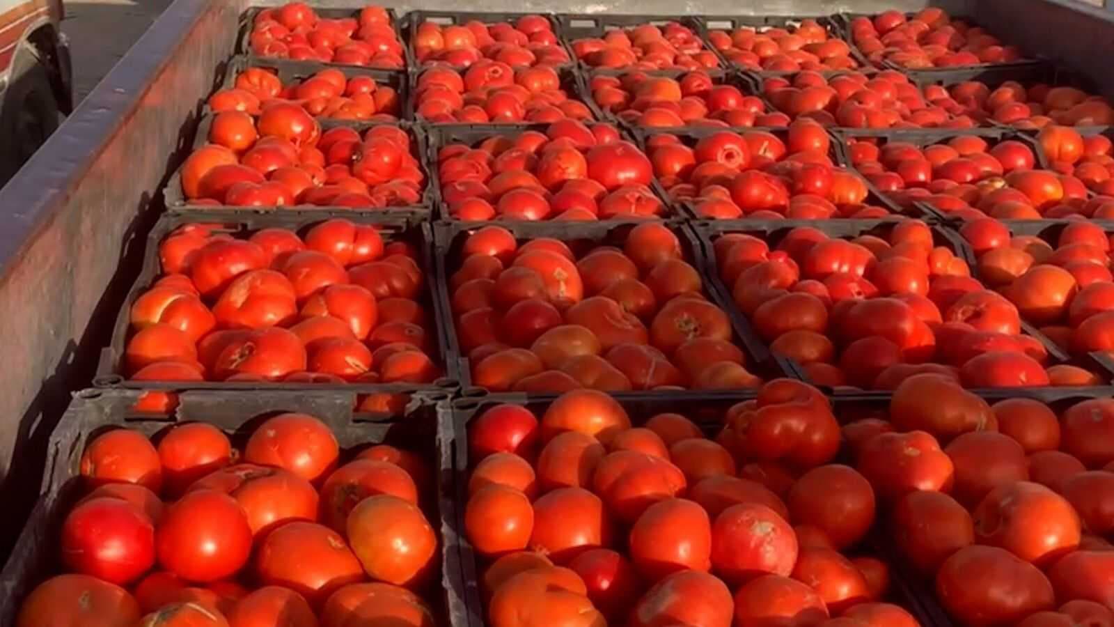 محافظة عراقية تنتج 700 ألف طن من الطماطم في مواسم واحد