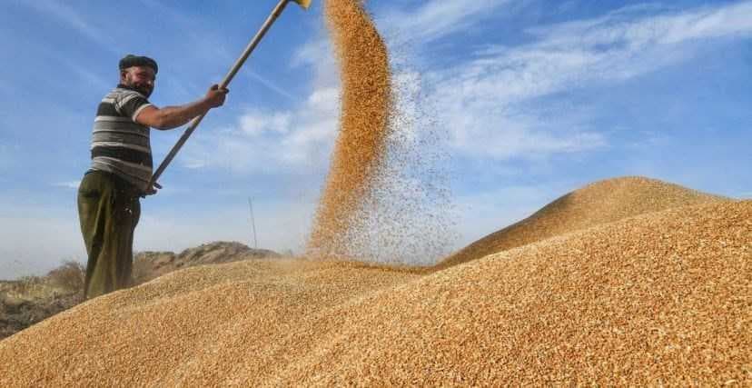 الزراعة توقف تصدير فائض الحنطة لدعم السوق المحلي بأسعار مدعومة.