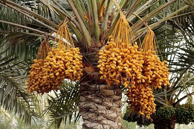 الزراعة: العراق يصدر 13 سلعة زراعية متنوعة وخطة لزيادة حجم الصادرات