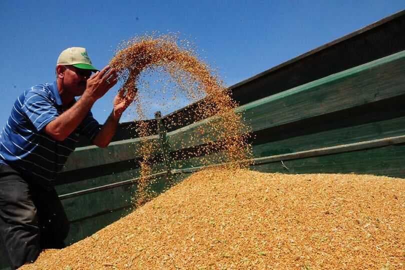 العراق يحقق الاكتفاء الذاتي من الحنطة