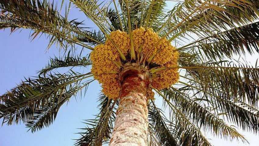 العراق يفتح منافذ تسويقية لتصدير تموره للأسواق العالمية