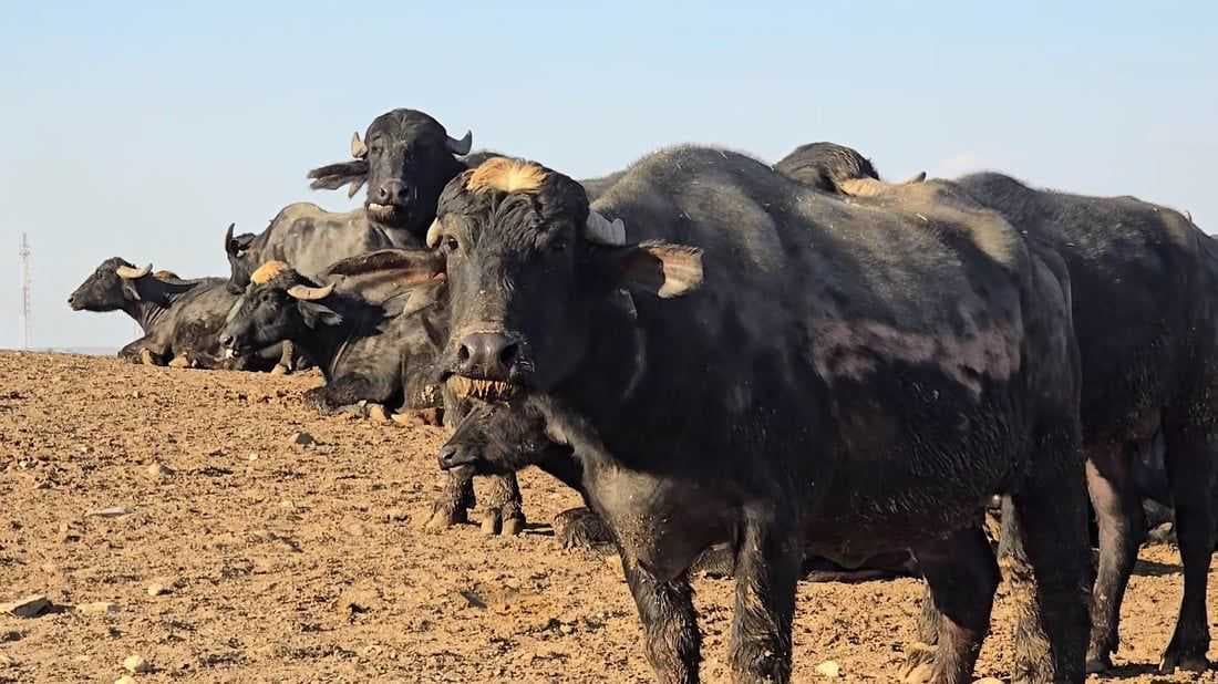 العراق يعلن انحسار الإصابات بالحمى القلاعية