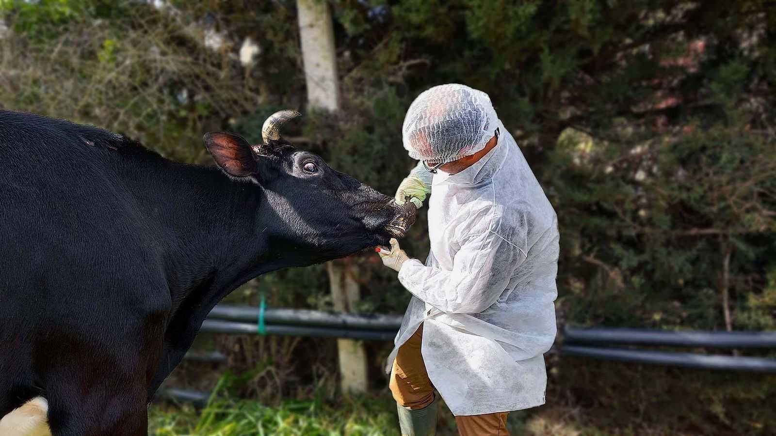 لجان حكومية لحصر أضرار الحمى القلاعية وتعويض المربين