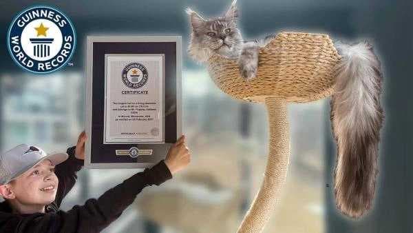قط أمريكي يحطم رقماً قياسياً بطول ذيله