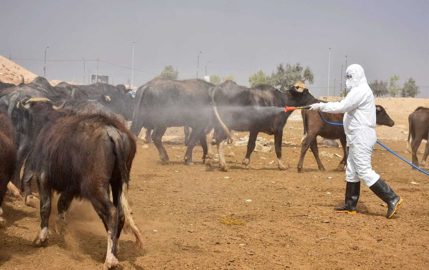 الزراعة تعلن إجراءات وقائية للحد من انتشار الحمى النزفية بين الثروة الحيوانية