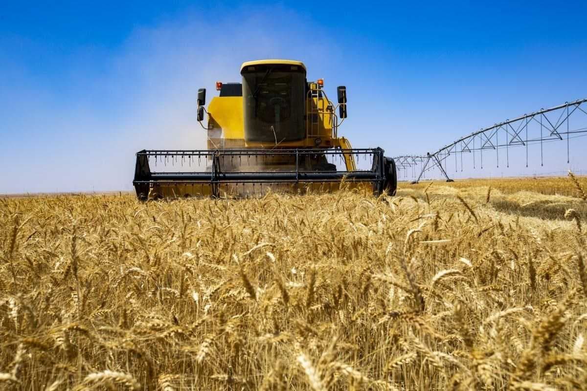 التجارة: تسويق 3.4 ملايين طن من الحنطة وقرب انتهاء موسم الحصاد بالوسط والجنوب