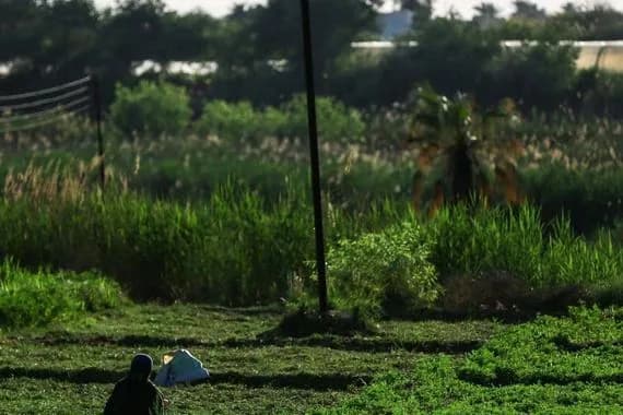 الزراعة: تحديد 200 دونم للشلب واعتماد الري بالتنقيط لمحاصيل الخضار