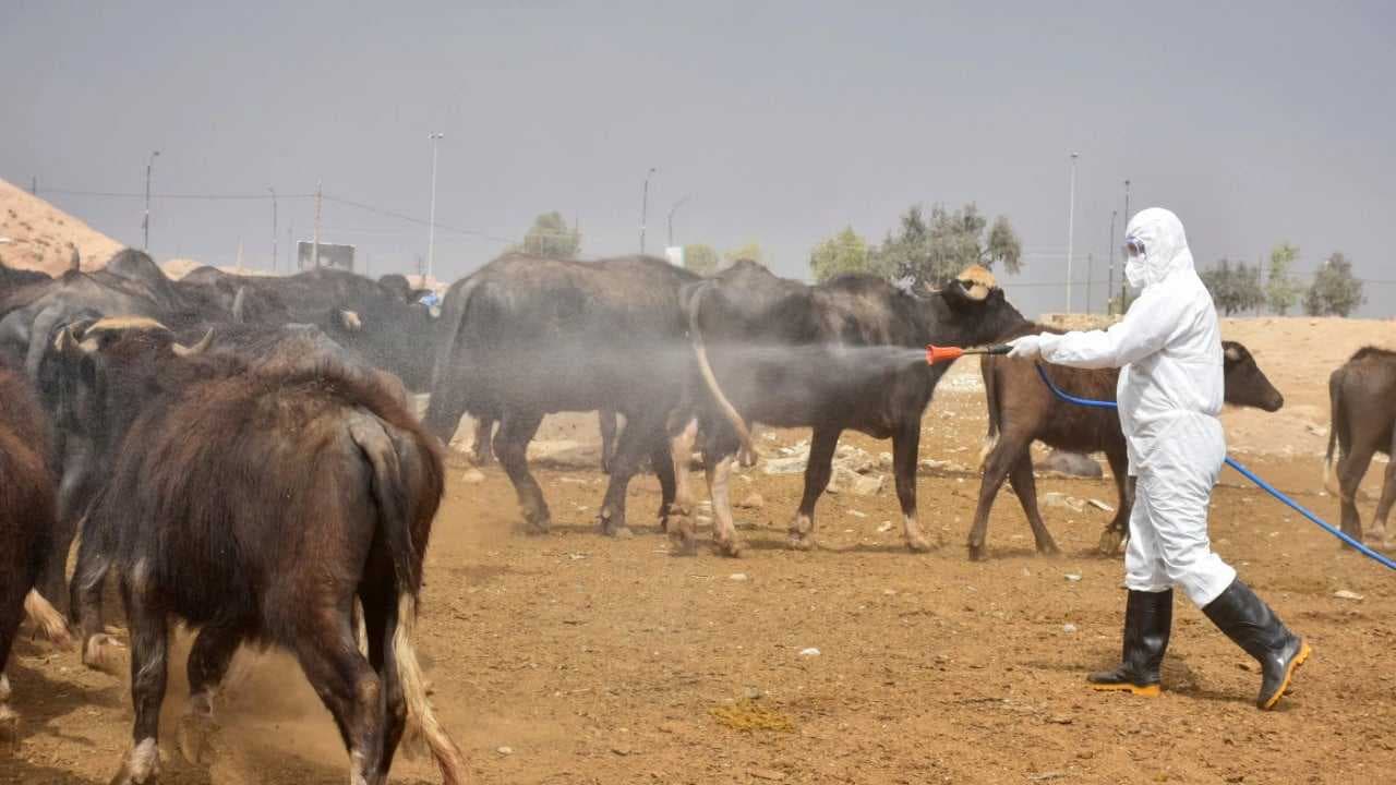 صحة كردستان: تسجيل حالة إصابة جديدة بالحمى النزفية في دهوك