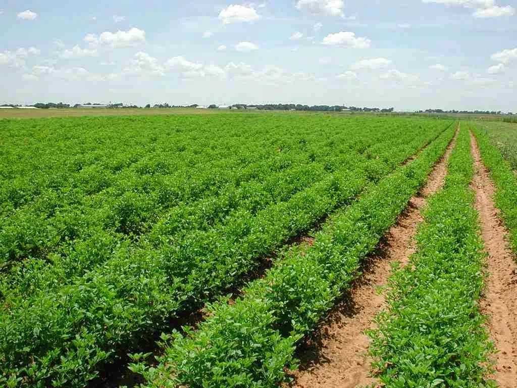 العراق يبدأ مشاريع وطنية لمكافحة التصحر وتقليل هدر المياه