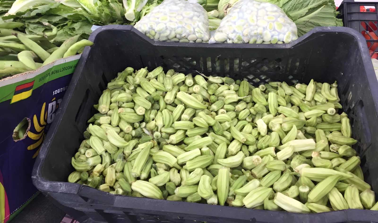العراق في المركز الثامن عالميا بين أكبر الدول المنتجة للبامية