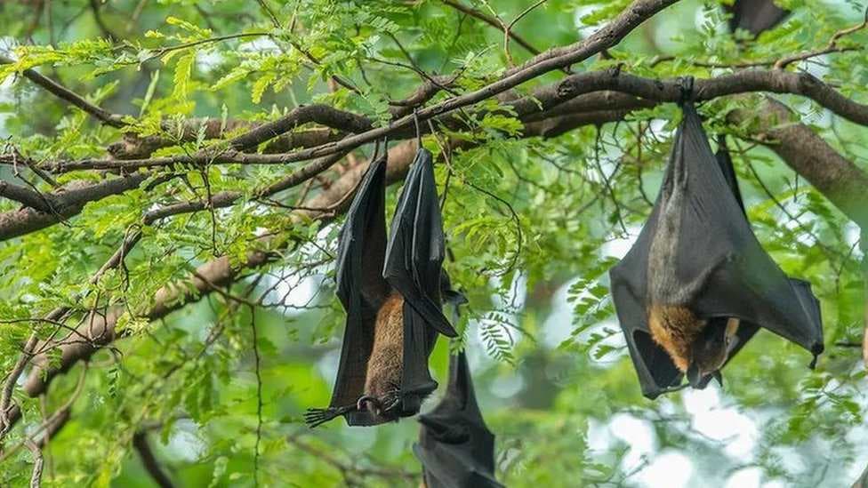 اكتشاف فيروس خطير ينتقل بواسطة الخفافيش في أستراليا