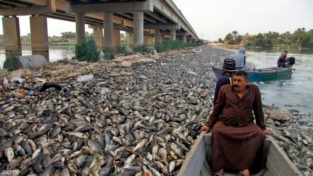 مجددا.. نفوق جماعي للأسماك يضرب مزارع طويريج بكربلاء المقدسة