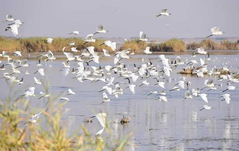 العراق.. ألف طير مهاجر ضحية الصيد الجائر خلال الشهر الحالي