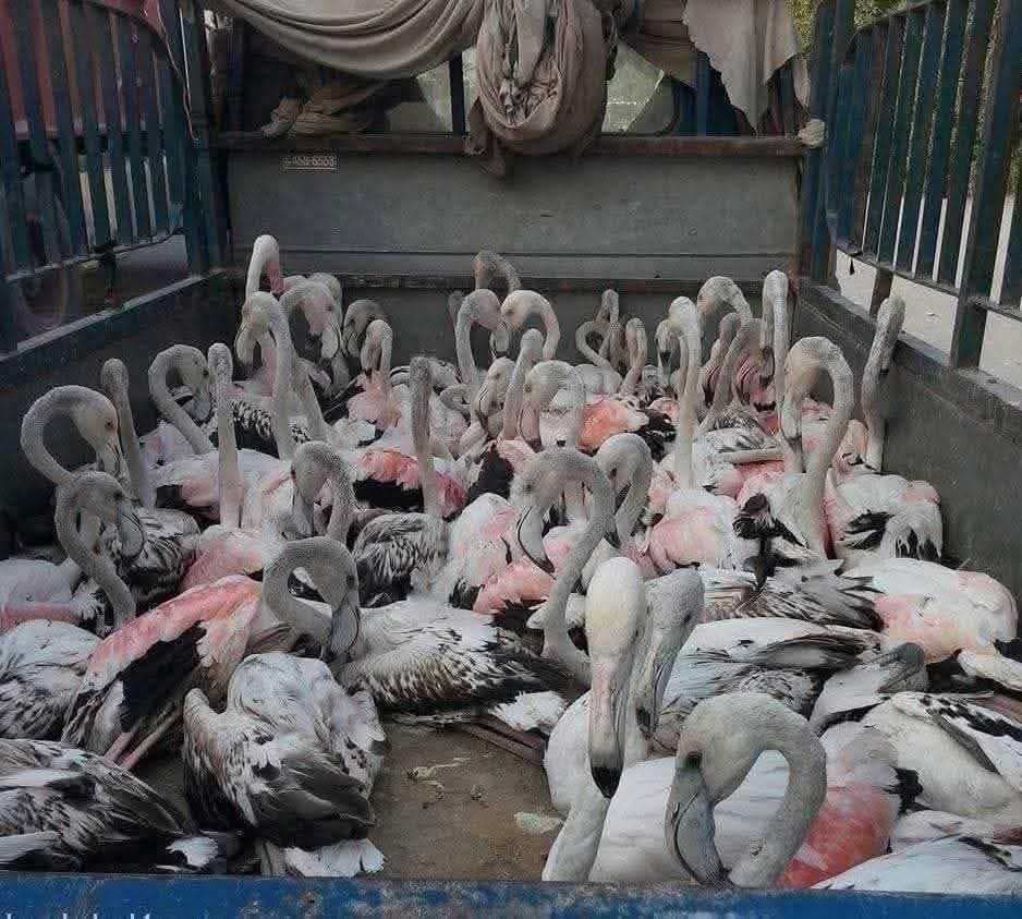 البيئة: انخفاض مخالفات الصيد الجائر وتراجع عرض الطيور النادرة في الأسواق