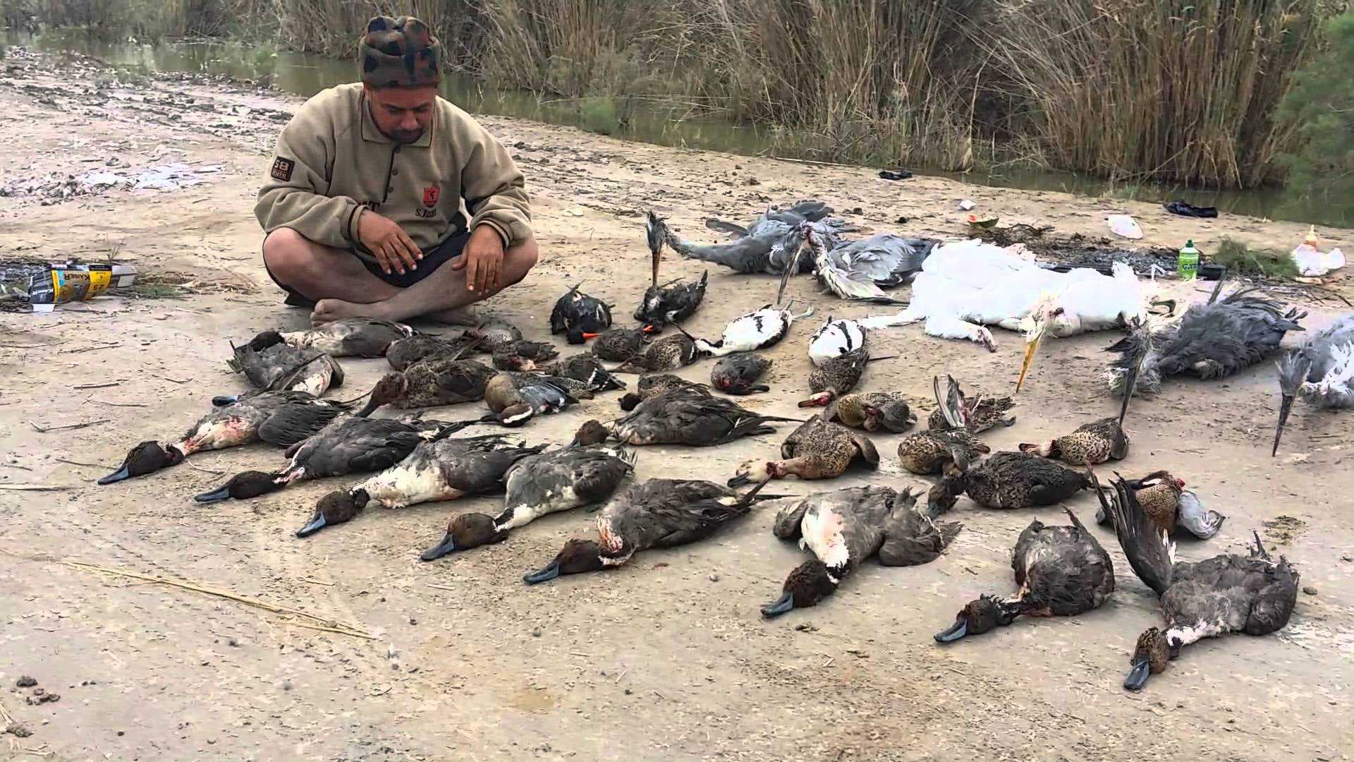 بعد استخدام الكهرباء والمتفجرات.. بغداد تطالب بتطبيق منع الصيد الجائر
