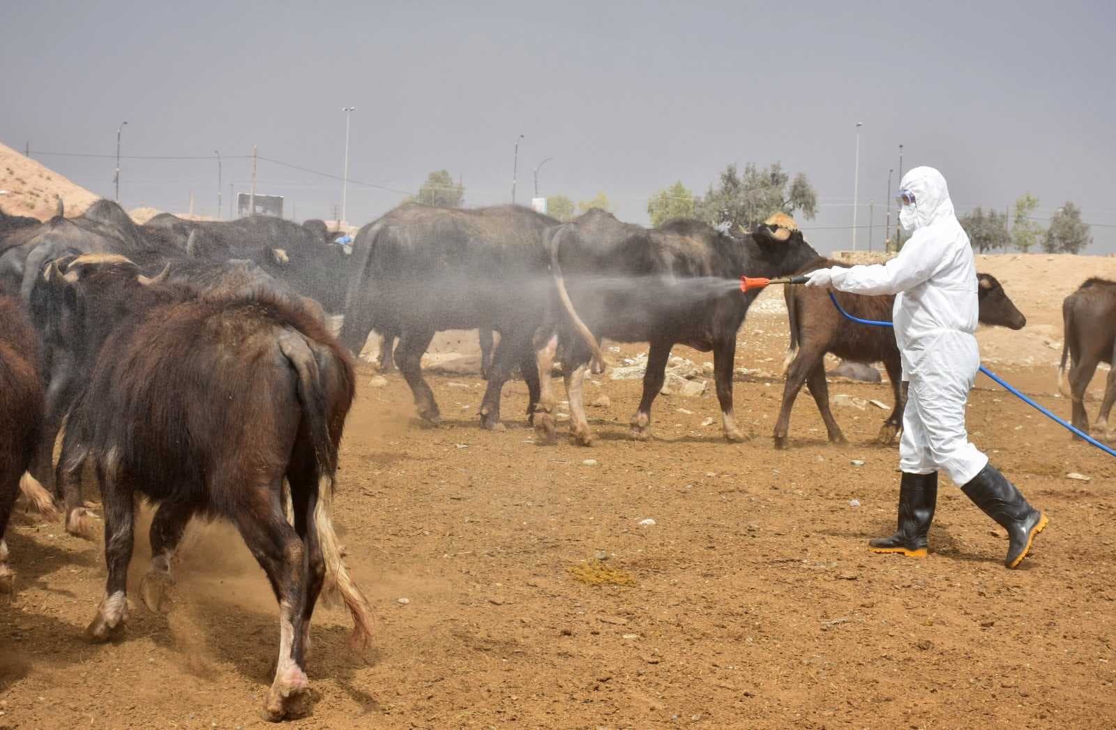 الزراعة: إطلاق الحملة الوطنية المجانية ضد مرض الحمى النزفية في اﻷول من نيسان المقبل