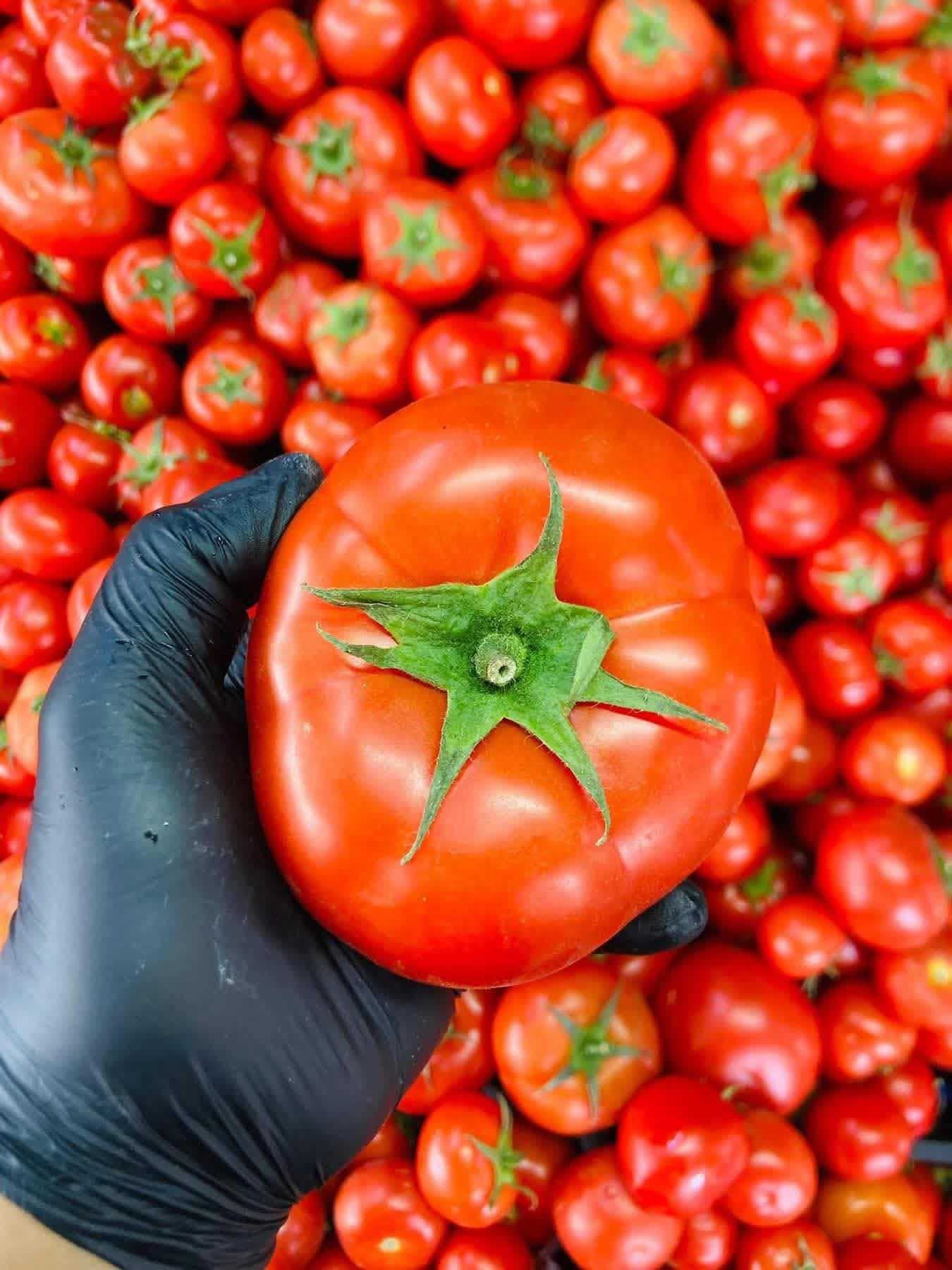 الزراعة توضح أسباب ارتفاع أسعار الطماطم وتوقّع انخفاضها نهاية نيسان