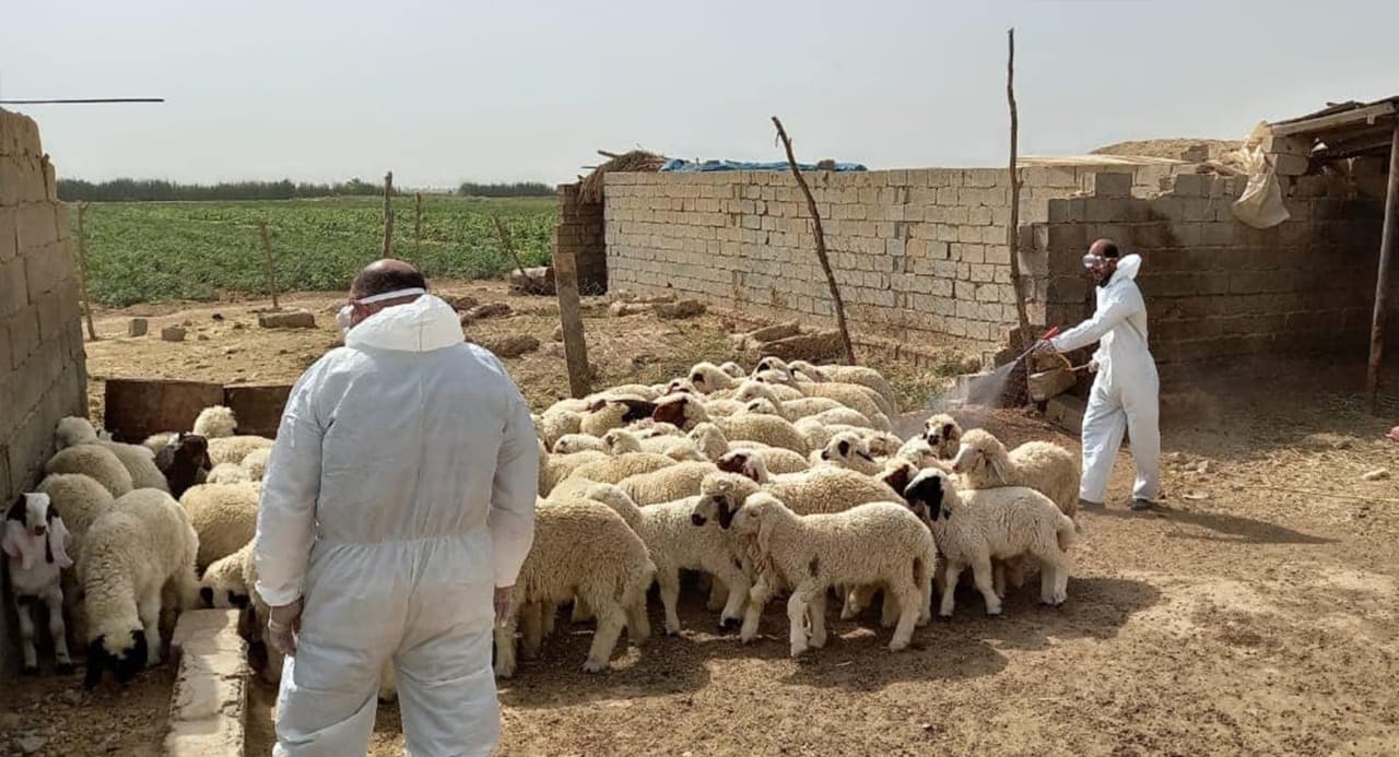 الزراعة تشدد إجراءات نقل وذبح الحيوانات للحد من انتشار الحمى النزفية قبل عيد الأضحى