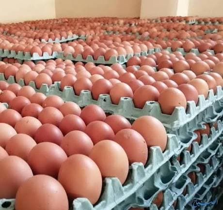 الزراعة تفتح أبواب الاستيراد لثلاثة محاصيل وتوقف الرسوم عن البيض والدجاج واللحوم المستوردة