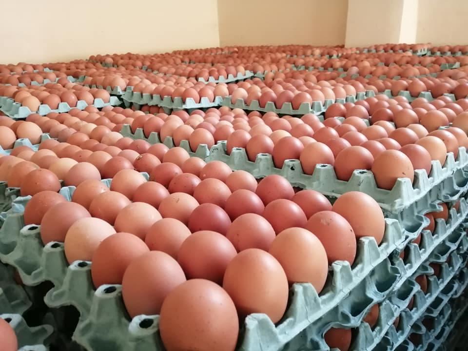 ارتفاع أسعار البيض يضع الأسواق تحت الضغط.. والزراعة تكشف إجراءات المواجهة