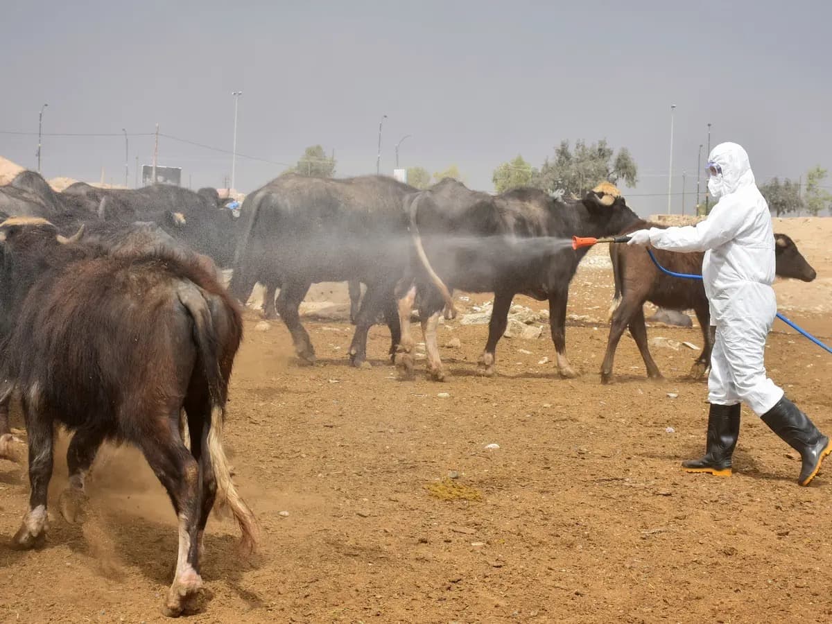 التحاليل المختبرية تؤكد إصابة بالحمى النزفية في كركوك