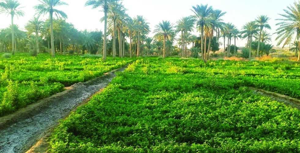 خبير زراعي: الموسم الحالي "قد" يكون الأفضل..