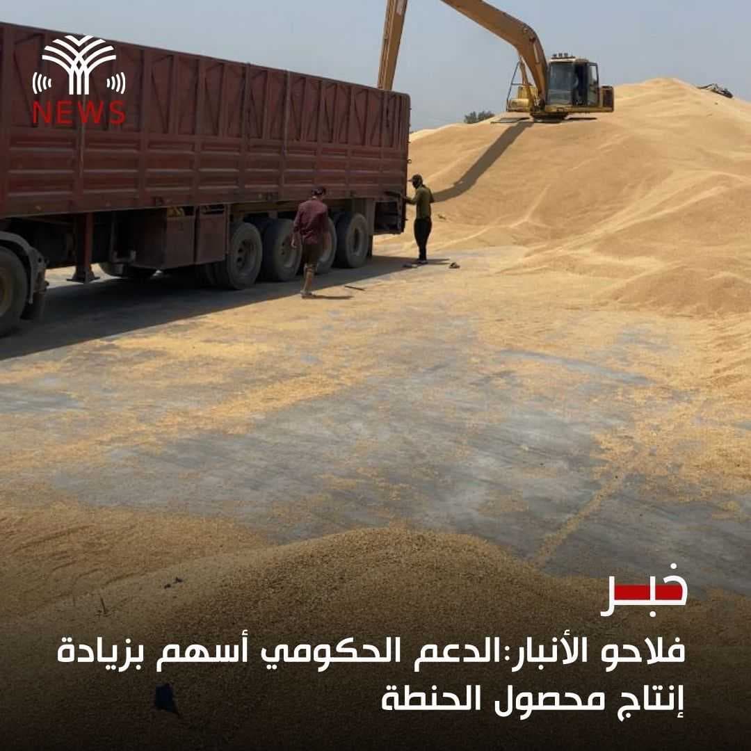 فلاحو الأنبار:الدعم الحكومي أسهم بزيادة إنتاج محصول الحنطة
