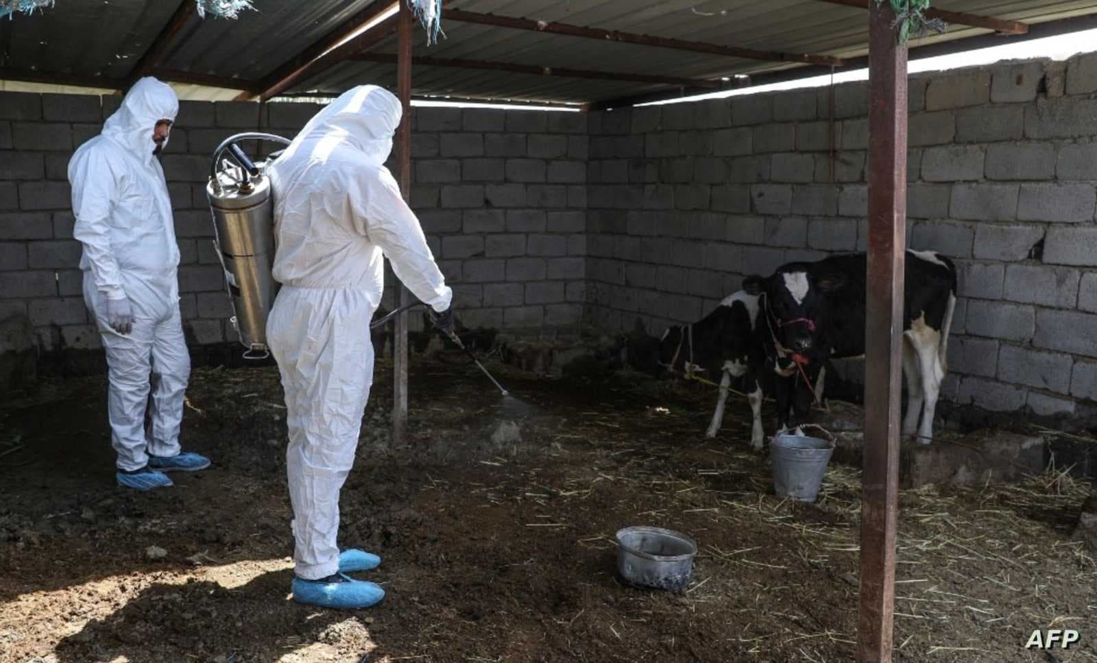 دهوك تسجل أول حالة وفاة بالحمى النزفية