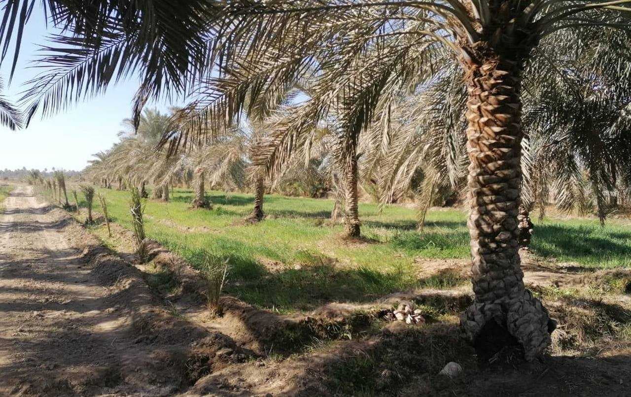 نجاح زراعة أكثر من مليوني نخلة وتصدير 650 ألف طن من التمور